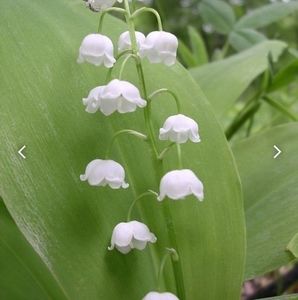 Meet your Posher, Min yong